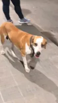 Cachorro macho esta perdido no Terminal 3