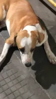 Cachorro macho esta perdido no Terminal 3