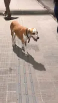 Cachorro macho esta perdido no Terminal 3