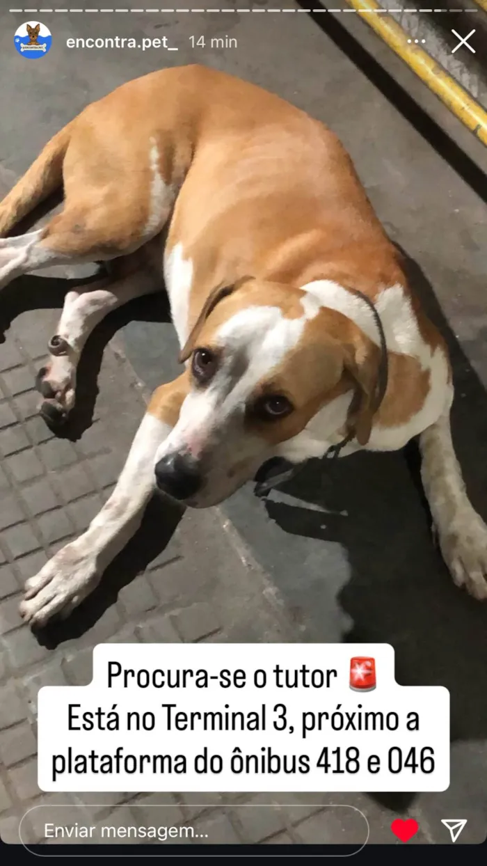 Cachorro ra a SRD-ViraLata idade 3 anos nome Cachorro macho esta perdido no Terminal 3