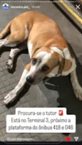 Cachorro macho esta perdido no Terminal 3