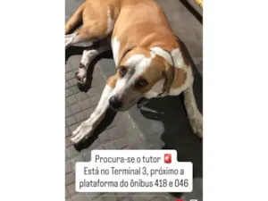 Cachorro raça SRD-ViraLata idade 3 anos nome Cachorro macho esta perdido no Terminal 3