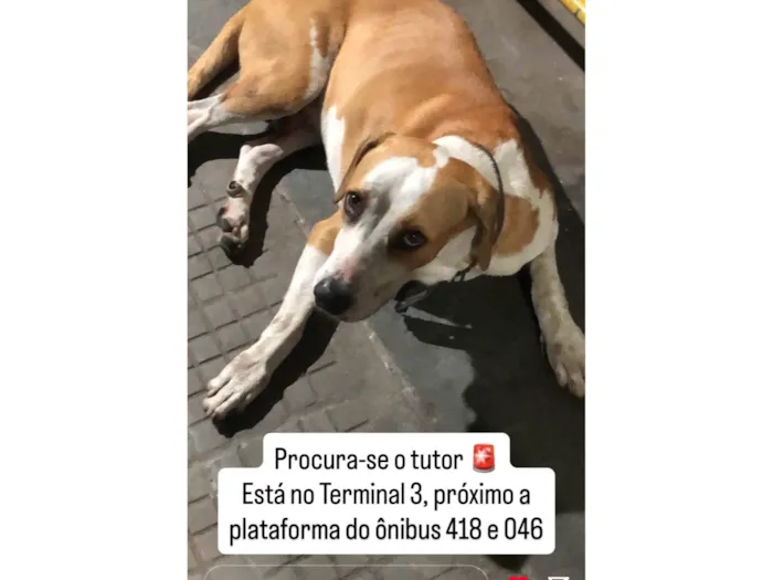 Cachorro ra a SRD-ViraLata idade 3 anos nome Cachorro macho esta perdido no Terminal 3