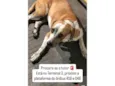 Cachorro macho esta perdido no Terminal 3