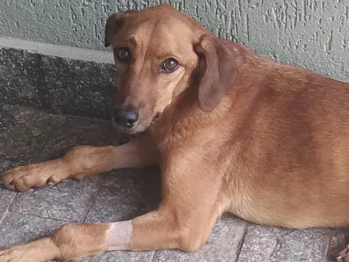 Cachorro ra a SRD-ViraLata idade 2 anos nome Janaína 