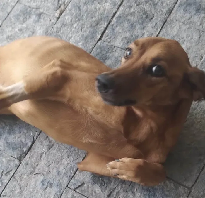 Cachorro ra a SRD-ViraLata idade 2 anos nome Janaína 