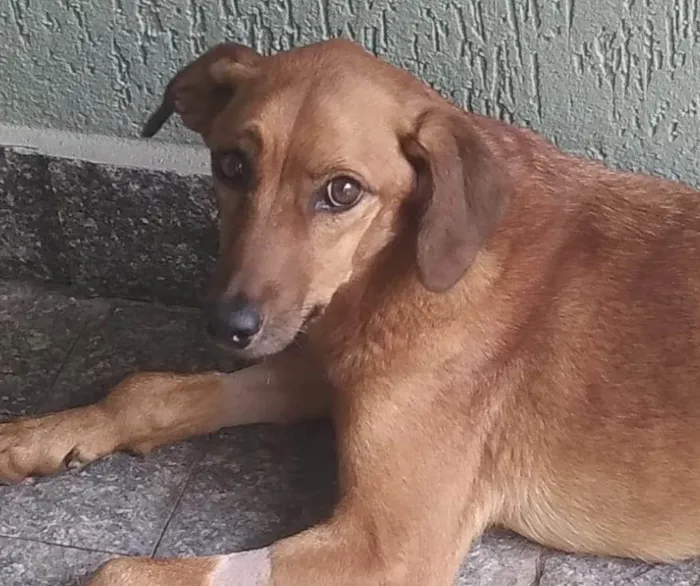 Cachorro ra a SRD-ViraLata idade 2 anos nome Janaína 