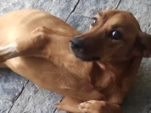 Cachorro raça SRD-ViraLata idade 2 anos nome Janaína 