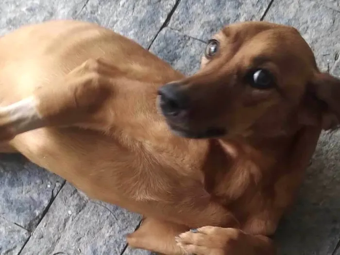 Cachorro ra a SRD-ViraLata idade 2 anos nome Janaína 