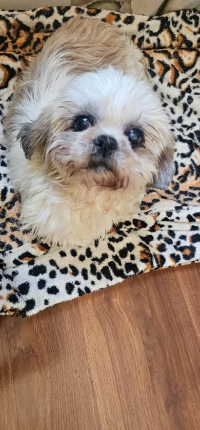 Cachorro raça Shitzu idade 2 anos nome Bartho