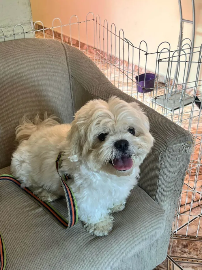Cachorro ra a Shitzu idade 2 anos nome Bartho