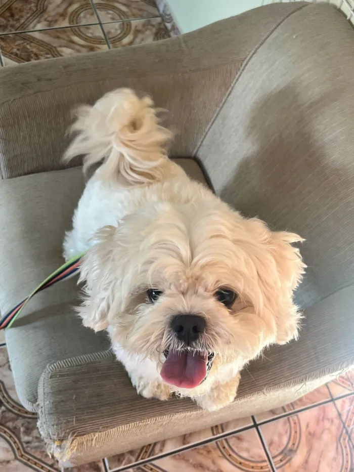 Cachorro ra a Shitzu idade 2 anos nome Bartho
