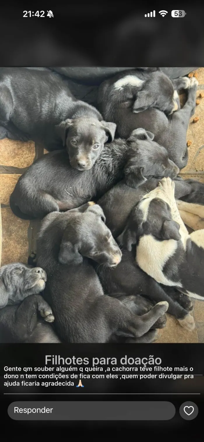 Cachorro ra a SRD-ViraLata idade Abaixo de 2 meses nome Cachorro