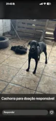 Cachorro