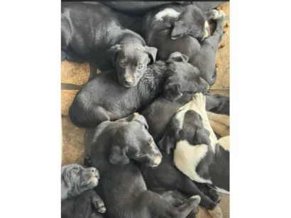 Cachorro raça SRD-ViraLata idade Abaixo de 2 meses nome Cachorro