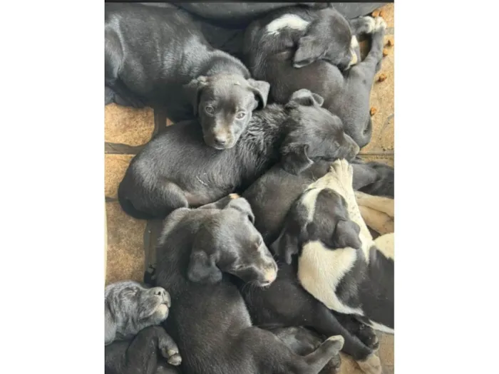 Cachorro ra a SRD-ViraLata idade Abaixo de 2 meses nome Cachorro