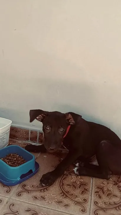 Cachorro raça SRD-ViraLata idade 2 a 6 meses nome Menino