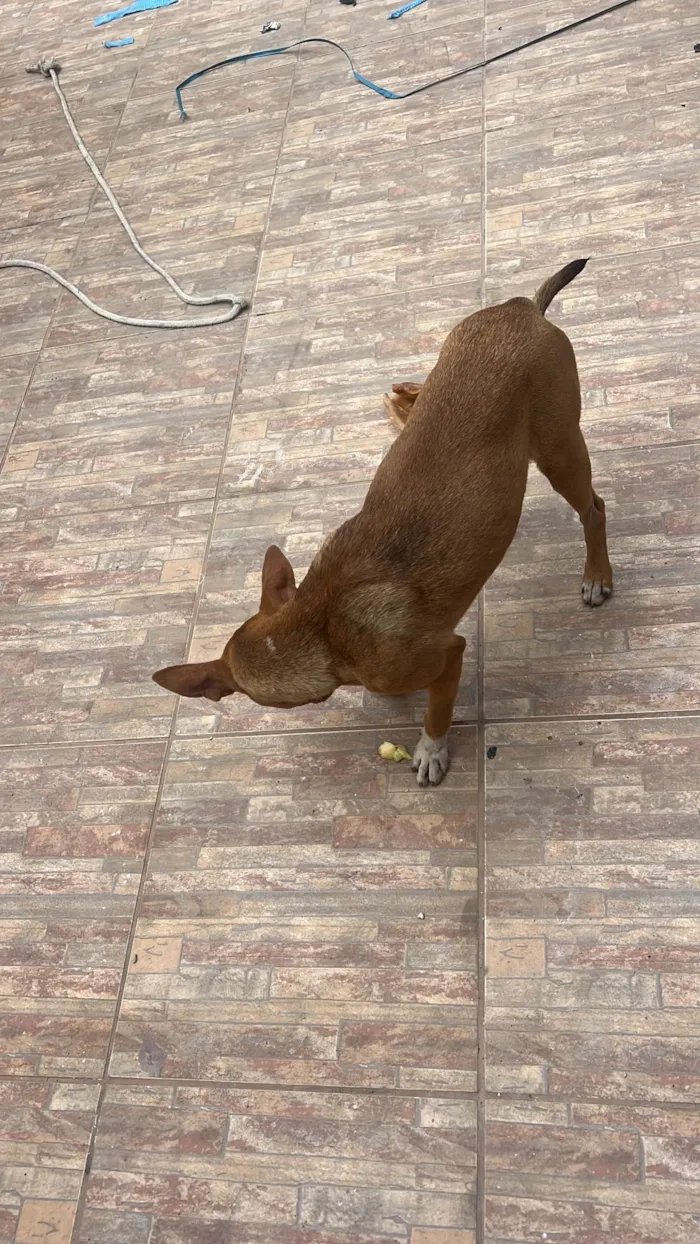Cachorro ra a SRD-ViraLata idade 7 a 11 meses nome Jack, porém tem pouco tempo com esse nome