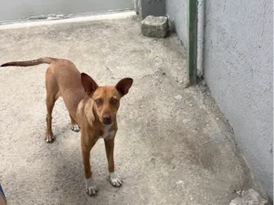 Cachorro raça SRD-ViraLata idade 7 a 11 meses nome Jack, porém tem pouco tempo com esse nome