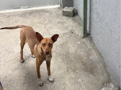 Cachorro raça SRD-ViraLata idade 7 a 11 meses nome Jack, porém tem pouco tempo com esse nome