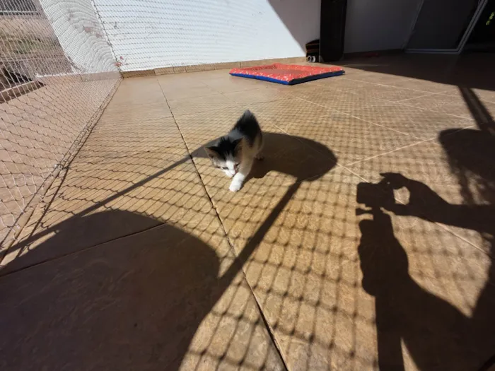 Gato ra a SRD-ViraLata idade Abaixo de 2 meses nome Gatinhos nascidos no dia 7 de julho