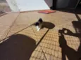 Gatinhos nascidos no dia 7 de julho