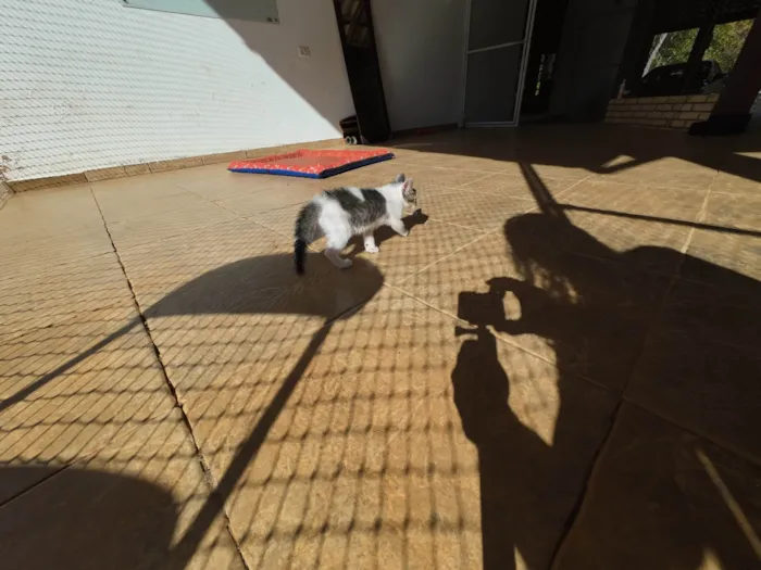 Gato ra a SRD-ViraLata idade Abaixo de 2 meses nome Gatinhos nascidos no dia 7 de julho