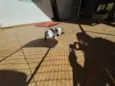 Gatinhos nascidos no dia 7 de julho