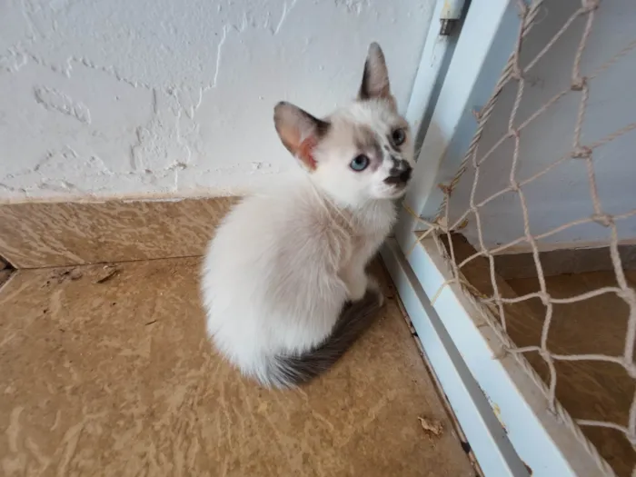 Gato ra a SRD-ViraLata idade Abaixo de 2 meses nome Gatinhos nascidos no dia 7 de julho