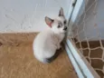Gatinhos nascidos no dia 7 de julho