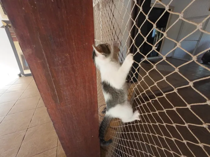 Gato ra a SRD-ViraLata idade Abaixo de 2 meses nome Gatinhos nascidos no dia 7 de julho