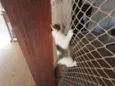 Gatinhos nascidos no dia 7 de julho