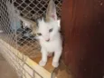 Gatinhos nascidos no dia 7 de julho