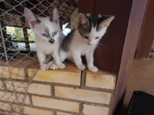 Gato raça SRD-ViraLata idade Abaixo de 2 meses nome Gatinhos nascidos no dia 7 de julho