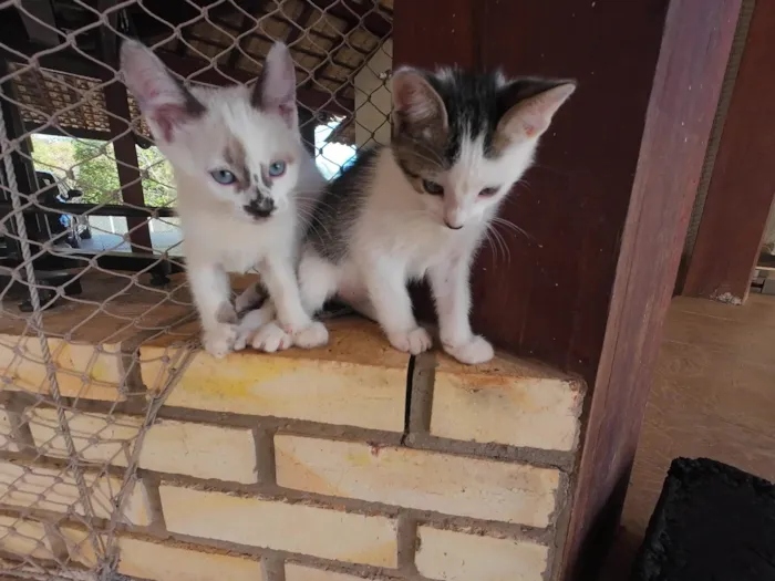 Gato ra a SRD-ViraLata idade Abaixo de 2 meses nome Gatinhos nascidos no dia 7 de julho