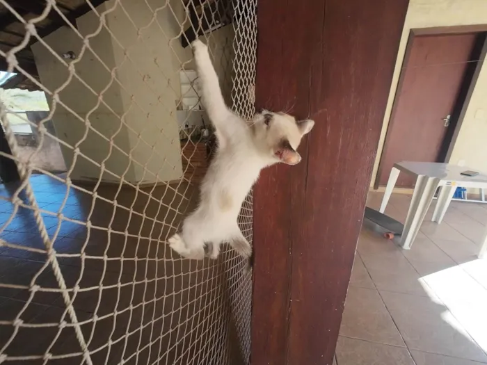 Gato ra a SRD-ViraLata idade Abaixo de 2 meses nome Gatinhos nascidos no dia 7 de julho