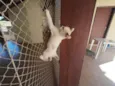 Gatinhos nascidos no dia 7 de julho
