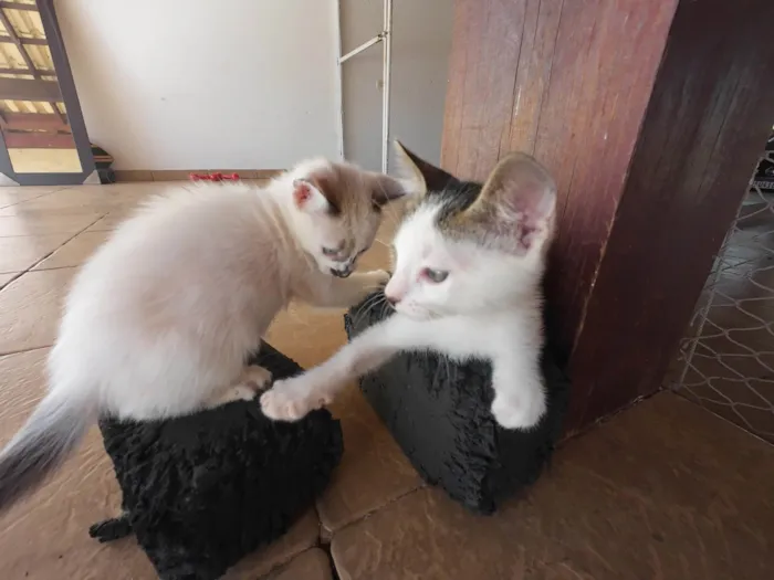 Gato ra a SRD-ViraLata idade Abaixo de 2 meses nome Gatinhos nascidos no dia 7 de julho
