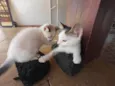 Gatinhos nascidos no dia 7 de julho