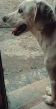 Bob