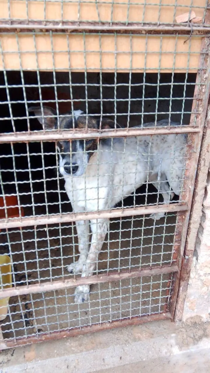 Cachorro ra a SRD-ViraLata idade 7 a 11 meses nome Luna