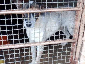 Cachorro raça SRD-ViraLata idade 7 a 11 meses nome Luna