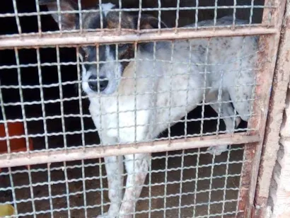 Cachorro raça SRD-ViraLata idade 7 a 11 meses nome Luna
