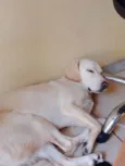 Bob