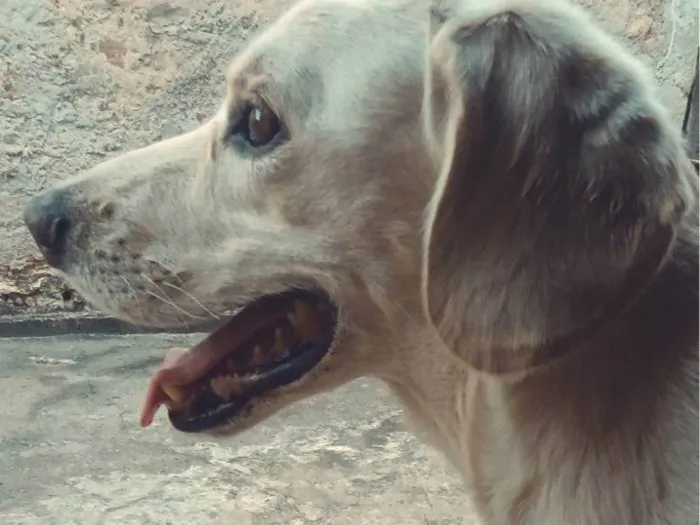 Cachorro ra a SRD-ViraLata idade 2 a 6 meses nome Bob 