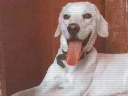 Cachorro raça SRD-ViraLata idade 2 a 6 meses nome Bob 