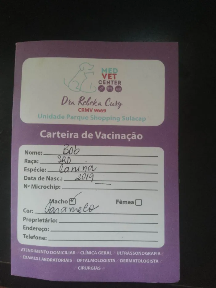 Cachorro ra a SRD-ViraLata idade 2 a 6 meses nome Bob 