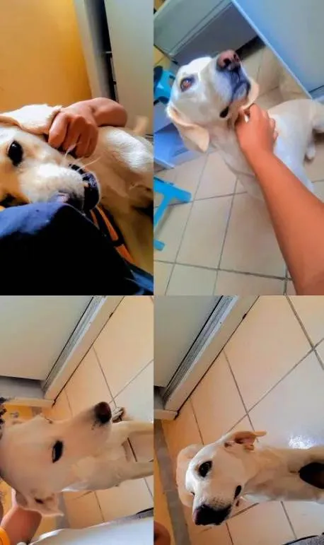 Cachorro ra a SRD-ViraLata idade 2 a 6 meses nome Bob 