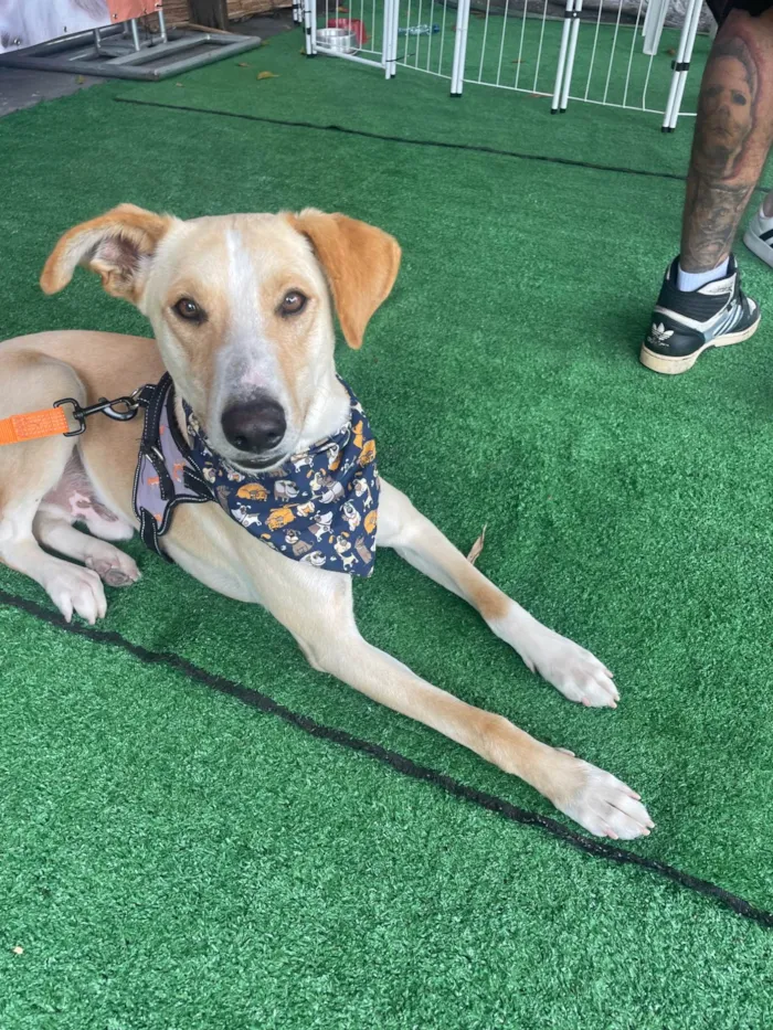 Cachorro ra a SRD-ViraLata idade 2 a 6 meses nome Apollo