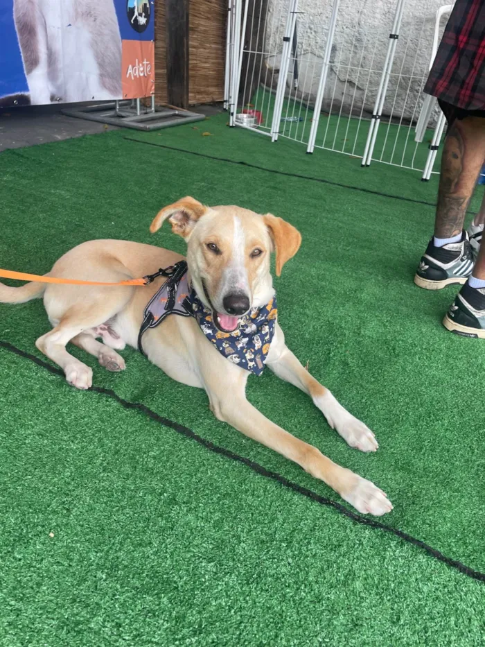 Cachorro ra a SRD-ViraLata idade 2 a 6 meses nome Apollo